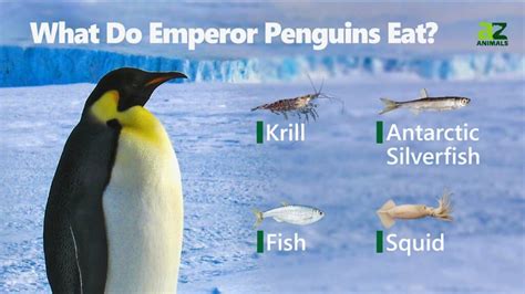 Emperor Penguin Food Chain
