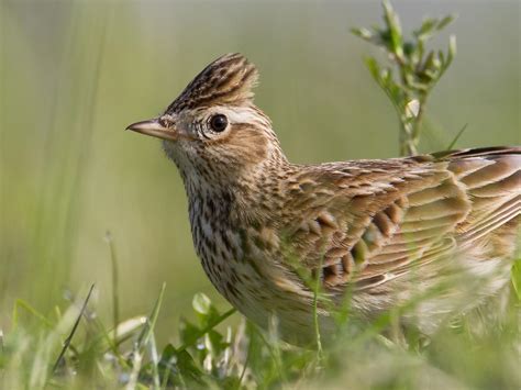 Skylark Bird Facts (Alauda arvensis) | Birdfact