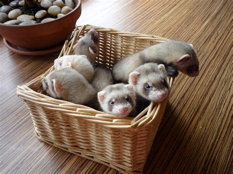 a basket of baby ferrets! | Baby ferrets, Cute ferrets, Ferret