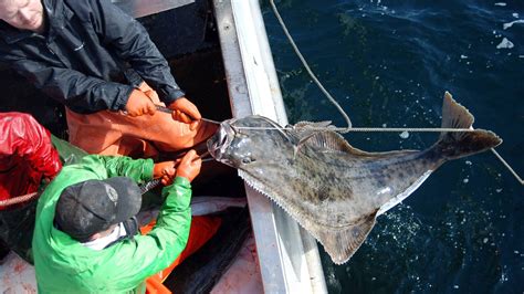 Halibut — Alaska Longline Fishermen's Association