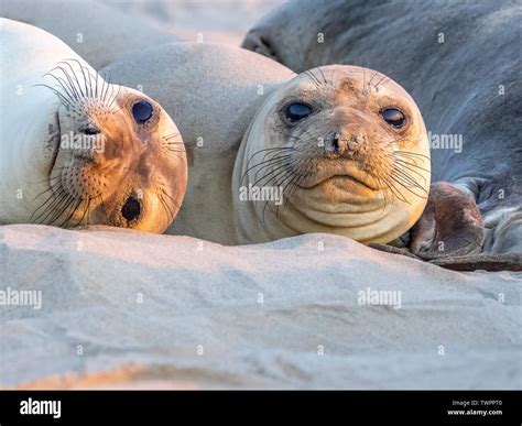 Elephant Seal Pups Stock Photo - Alamy