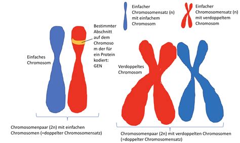 Chromosomen und Karyogramme | Die NAWI Homepage