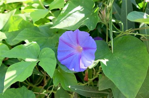 Ipomoea aquatica cultivation Stock Photos, Royalty Free Ipomoea ...