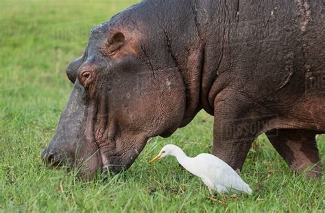 Hippo eating grass - Stock Photo - Dissolve