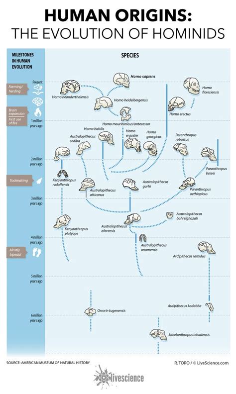 97 best images about Evolution Trees - Cladograms on Pinterest | Phylogenetic tree, Darwin ...