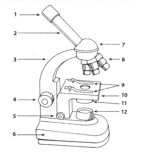 Microscope Drawing Easy at PaintingValley.com | Explore collection of Microscope Drawing Easy