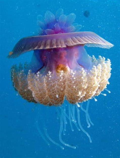 Crown Jellyfish Information and Picture | Sea Animals