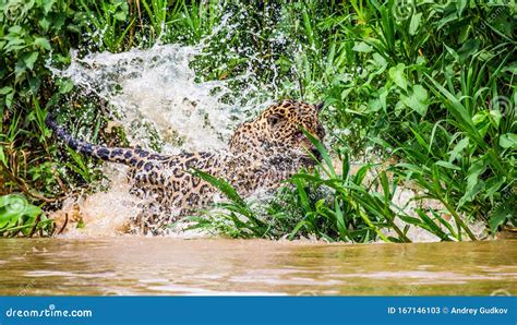 Jaguar Attacks Its Prey in the Water. Stock Image - Image of lies ...