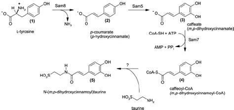 Putative biosynthetic pathway leading to the aglycon N -( m , p... | Download Scientific Diagram