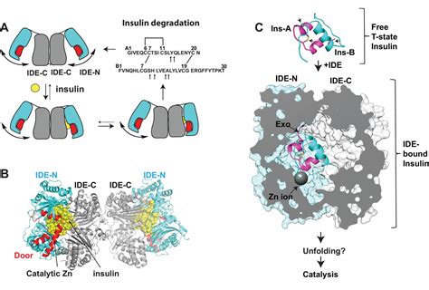 Ensemble cryoEM elucidates the mechanism of insulin capture and ...