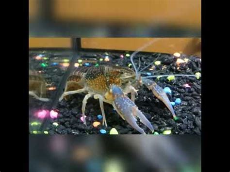 Crayfish updated he changing color and he molting again for the second ...