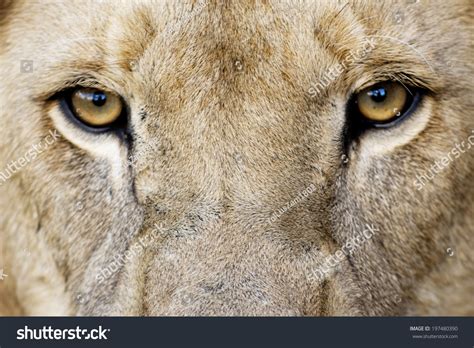 Male Lion Eyes Closeup Male Lion Stock Photo 197480390 | Shutterstock