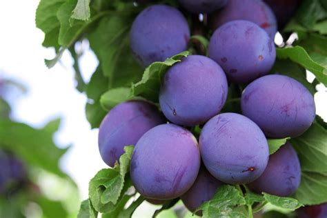 Prunus 'Angelina Burdett' Plum - Hello Hello Plants