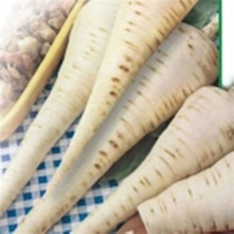 Parsnip Seeds Pack 100 Count For Cultivation - BestSeedsOnline.com - Free Shipping Worldwide