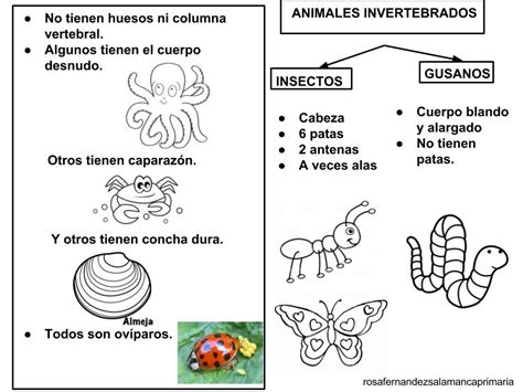 Dibujos Animales Invertebrados Para Colorear Reino Animal Vertebrados E Invertebrados