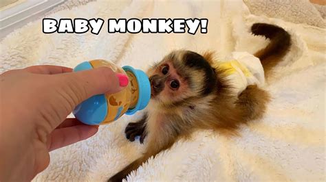 Newborn Capuchin Monkey