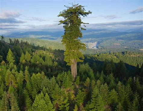 What is the Tallest Tree in the World? - Mind Blown!