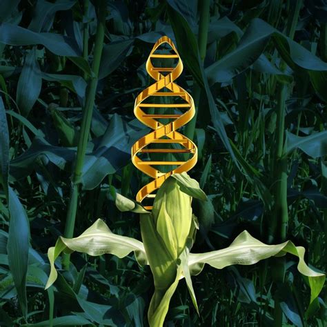 Naturally GM: Crops Steal Genes From Other Species to Accelerate Evolution