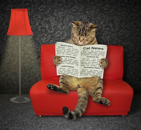 Cat Reading Newspaper Stock Photos, Pictures & Royalty-Free Images - iStock