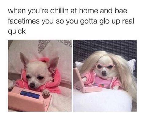 The 100 Funniest Dog Memes Of All Time