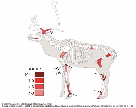 Skeletal elements representation for reindeer. | Download Scientific ...