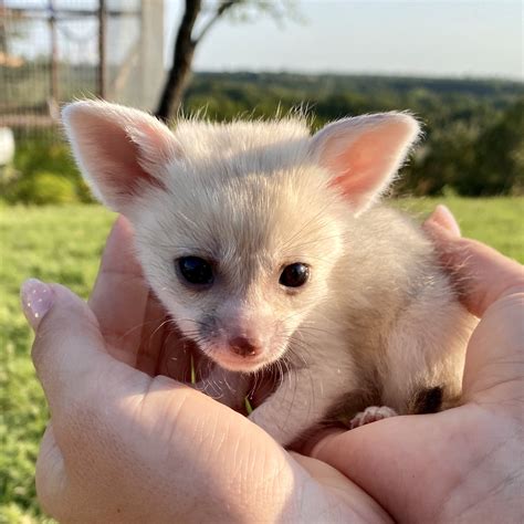 Female fennec foxes for sale | Baby Fennec Foxes For Sale