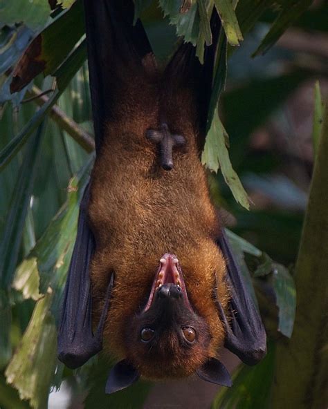 🔥The Indian flying fox (Pteropus medius), also known as the greater ...