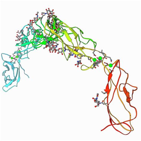 Cell Adhesion Protein Molecule Photograph by Laguna Design/science Photo Library - Fine Art America