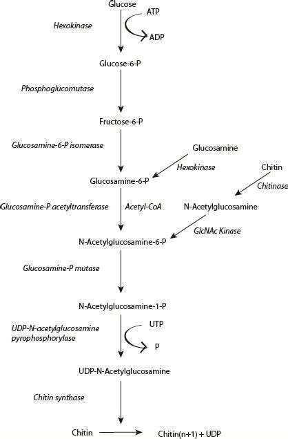 Team:Northwestern/Project/Chitin Synthesis - 2010.igem.org