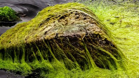 Algae On Rocks