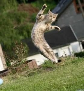 Create meme "flying cat, flying cat meme, round seals" - Pictures ...