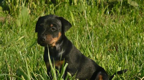 Jagdterrier Puppies - Puppy Dog Gallery