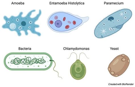 Unicellular Organism: Definition, Types, and Examples