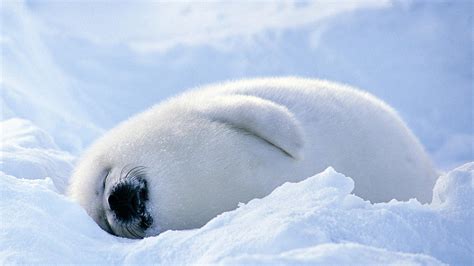 Snow seals fluffy sleeping furry baby animals wallpaper | (37292)