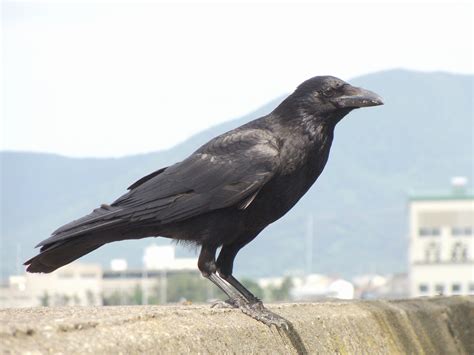 File:Carrion crow 20090612.jpg - Wikimedia Commons