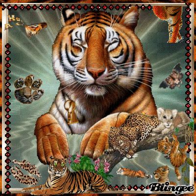 Tiger Gif - Gif Abyss