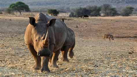 Wildlife rebounds in Mozambique