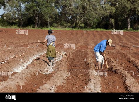 Soil preparation for planting tomatoes envarado in rural Taquarivaí ...