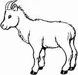 Baby Goat coloring Page  SuperColoringcom sketch template