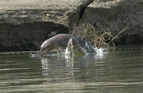 Indus river dolphin - Whale & Dolphin Conservation Australia