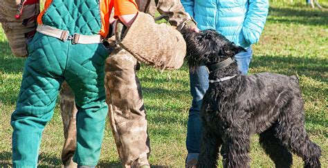 Black Russian Terrier Guide (Size & Breed Characteristics)