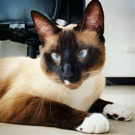 Siamese Cat With White Paws - MyMoggy