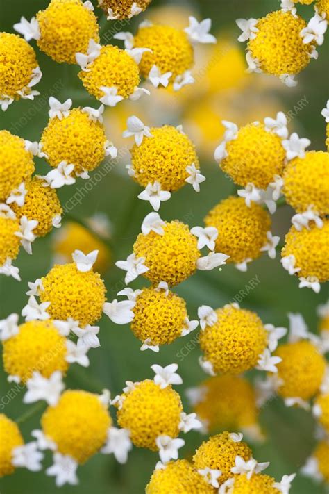 Chamomile flowers - Stock Image - F016/6464 - Science Photo Library