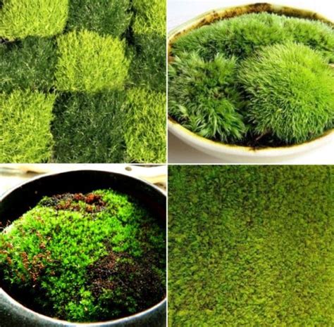 Indoor Moss Gardening Benefits, Ideas | Gardening Tips