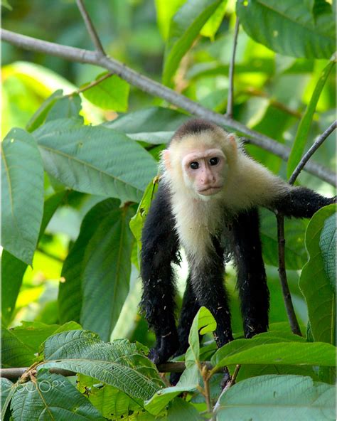 White-Headed Capuchin Monkey | Capuchin monkey, Primates, Animal pictures