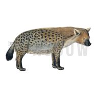 Hyena transparent background image for Free, Illustration, (1) - Photo #8074 - Pngdow - Free and ...