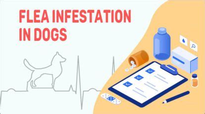 Flea Infestation In Dogs - Treatment & Prevention - Petmoo