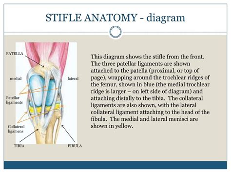 Horse Stifle Joint Anatomy