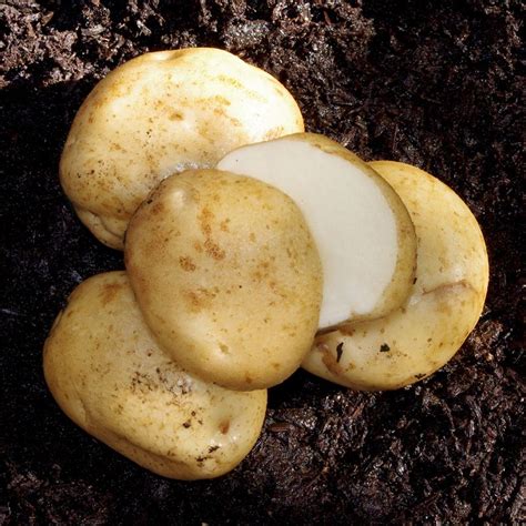 Heirloom Certified Seed Potato Collection - Certified Seed Potatoes - Stark Bro's