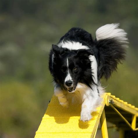 Agility Dogwalk - Training Tips and DIY Ideas - Let's Start Playing!